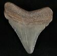 Megalodon Tooth - South Carolina #7458-1